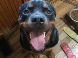 gus 4